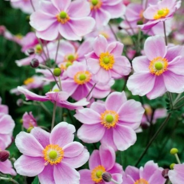 Anemone hupehensis Rose shades