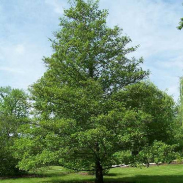 Anin (Alnus glutinosa) 60-90 cm - Img 2