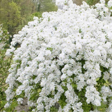 Arbustul de perle (Exochorda The Bride) ghiveci 2 l - Img 3