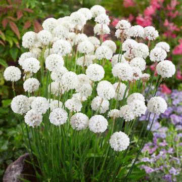Armeria (Armeria pseudarmeria Ballerina White), planta perena, flori alb