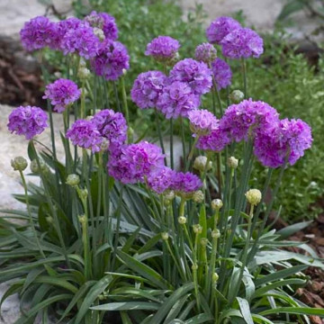 Armeria pseudarmeria Ballerina Purple Rose, vesnic verde, planta perena, flori mov - Img 2
