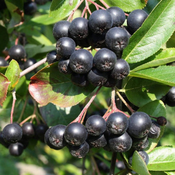 Aronia (Aronia melanocarpa) radacina nuda 60-100 cm, planta gard viu, arbust fructifer, planta medicinala