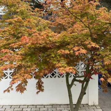 Artar japonez Katsura (Acer palmatum Katsura) - Img 2