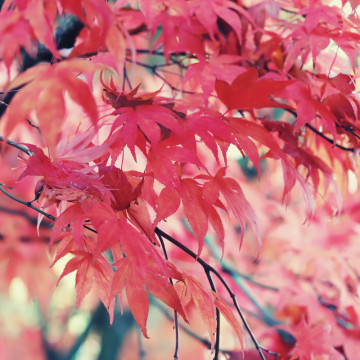 Artar japonez rosu (Acer palmatum atropurpureum), arbust ornamental, gradina japoneza, frunzis rosu