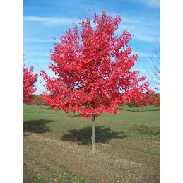 Artar rosu canadian (Acer rubrum) 90-120 cm - Img 1