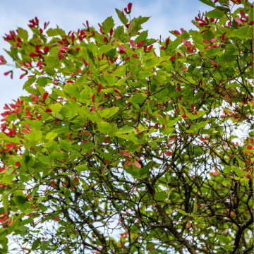 Artar tatarasc (Acer tataricum) 20-30 cm, planta gard viu, arbore ornamental, perdea forestiera - Img 2