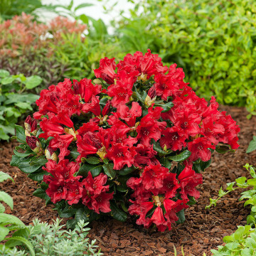 Azalee japoneza (Rhododendron Doloroso), planta ornamentala, flori rosu