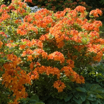 Azalee portocalie (Rhododendron geisha Orange), vesnic verde, arbust ornamental - Img 3
