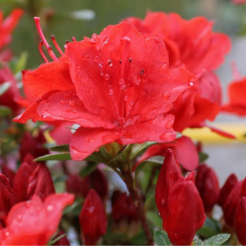 Azalee (Rhododendron Fridoline), vesnic verde, planta cu flori, flori portocaliu, rosu - Img 2