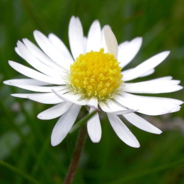 Banutei albi (c)