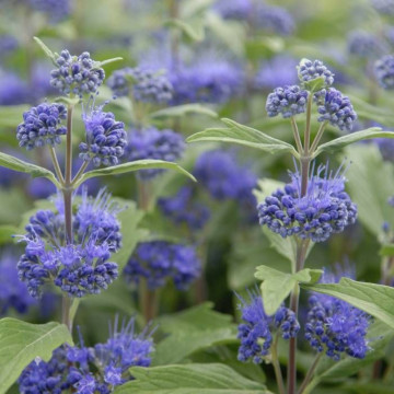 Barbă albastră (Caryopteris cland heavenly blue), arbust ornamental, planta melifera - Img 5