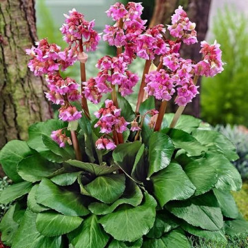 Bergenia (Bergenia cordifolia) ghiveci 2 l