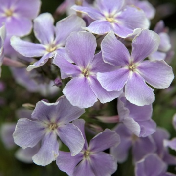 Brumarele (Phlox Franz Schubert), planta perena, planta parfumata, flori roz