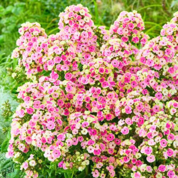 Brumarele (Phlox Orchid Yellow), planta perena, planta parfumata, flori multicolor