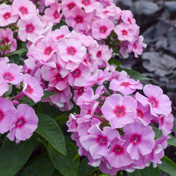 Brumarele, phlox (Phlox paniculata famous Pink with eye), planta perena, flori roz