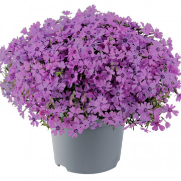 Brumarele (Phlox subulata fabulous dark rose eye), vesnic verde, planta perena, planta parfumata - Img 2