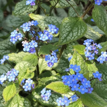 Brunnera macr. Alexanders great, planta acoperitoare de sol - Img 2