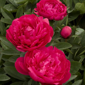 Bujor rosu (Paeonia 'Kansas'), arbust ornamental, planta parfumata, flori roz - Img 3