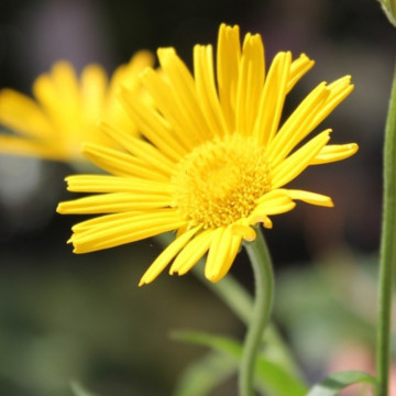 Buphthalmum salicifolium Golden Yellow, planta perena, flori galbene