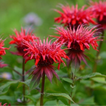 Busuioc turcesc (Monarda didyma Red Shades), planta perena, planta aromatica, planta medicinala