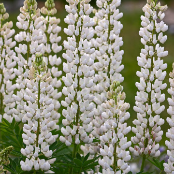 Cafelute albe (Lupinus p . Legendary white shades), planta perena, melifera, flori albe