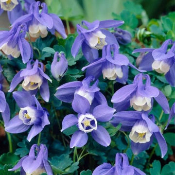 Caldaruse (Aquilegia caerulea Spring Magic Blue White), planta perena, flori alb, albastru - Img 2