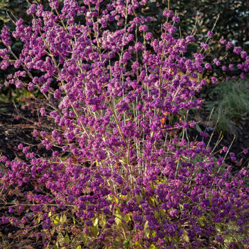 Calicarpa (Callicarpa bodinieri Giraldii) ghiveci 2 l - Img 4