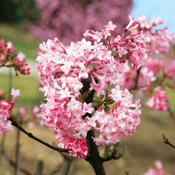 Calin de iarna (Viburnum x bodnantense Charles Lamont), arbust ornamental