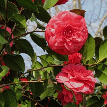 Camelie (Camellia J. Principessa Baciocchi) - Img 2