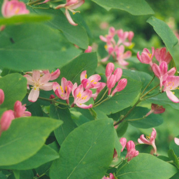 Caprifoi (Lonicera tatarica), planta gard viu, planta cataratoare, planta parfumata - Img 2