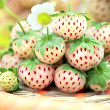 Capsun alb (PINEBERRY 'Snow White'), planta fructifera