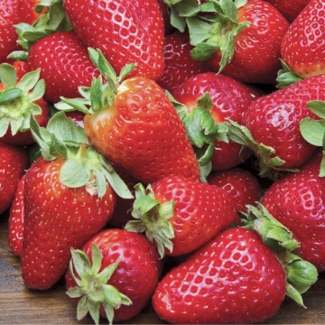 Căpșun (Fragaria ananassa)
