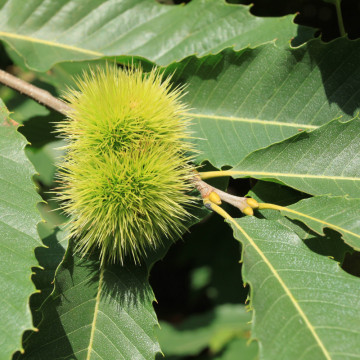 Castan comestibil (Castanea sativa), planta fructifera - Img 4