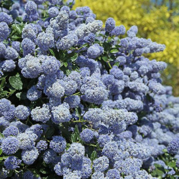 Ceanothus del. Gloire de Versailles, arbust ornamental, planta parfumata, flori albastru