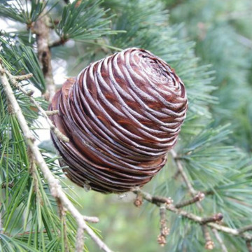 Cedru (Cedrus deodara) 30-50 cm, vesnic verde, conifer ornamental - Img 2