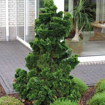 Chiparos japonez (Chamaecyparis obt. Nana Gracilis), vesnic verde, conifer ornamental - Img 3