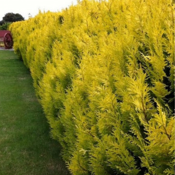 Chiparos leyland galben (Cupressocyparis leylandii Gold rider), planta gard viu, vesnic verde, frunzis galben
