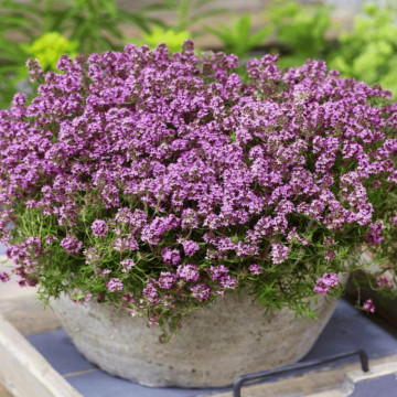 Cimbrisor (Thymus serpyllum), planta acoperitoare de sol, planta aromatica, planta medicinala