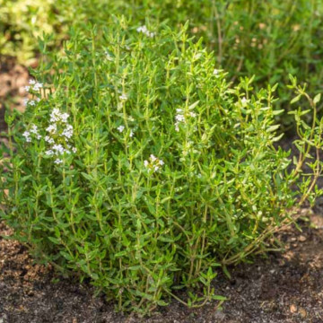 Cimbru (Thymus vulgaris), planta acoperitoare de sol, planta aromatica, planta medicinala - Img 3