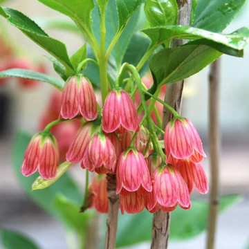 Clopotei arbust (Enkianthus campanulatus), arbust ornamental, flori roz