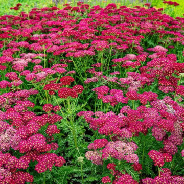Coada șoricelului roșie (Achillea Cherry Queen), planta perena, planta medicinala, planta parfumata - Img 4