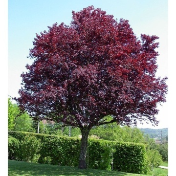Corcodus rosu (Prunus cerasifera Pissardii), arbore ornamental, flori roz, frunzis rosu