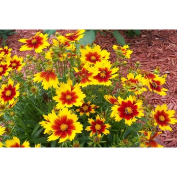 Coreopsis grandiflora Sunkiss Yellow Red ghiveci 2 l