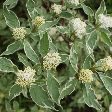 Corn decorativ (Cornus alba Sibirica Variegata), planta gard viu, arbust ornamental, frunzis verde-argintiu