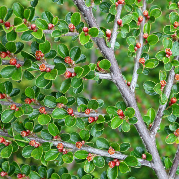 Cotoneaster (Cotoneaster horizontalis), vesnic verde, arbust ornamental, flori alb, rosu, roz