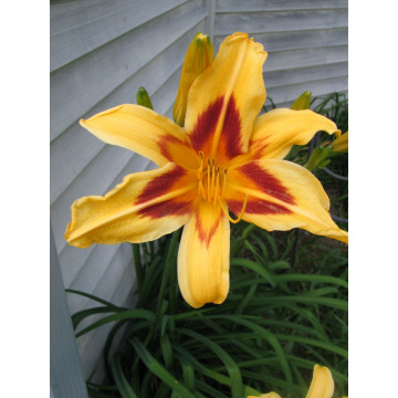 Crin de o zi (Hemerocallis Bonanza), plante perena, flori galben, rosu