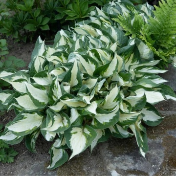 Crin de toamna (Hosta Fire and Ice) - Img 2
