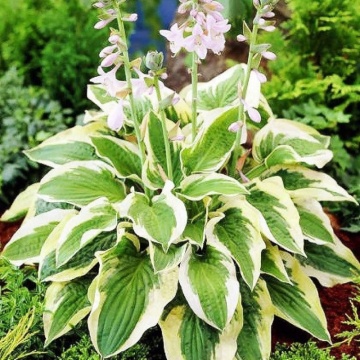 Crin de toamna (Hosta Mamma Mia), bulbi crini, flori alb