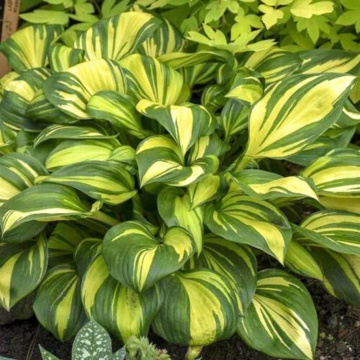 Crin de toamna (Hosta 'Popcorn'), bulbi crini, flori mov