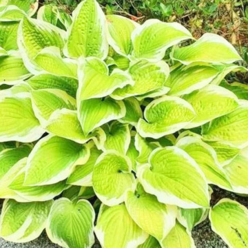 Crin de toamna (Hosta 'Spring Morning'), bulbi crini, flori mov